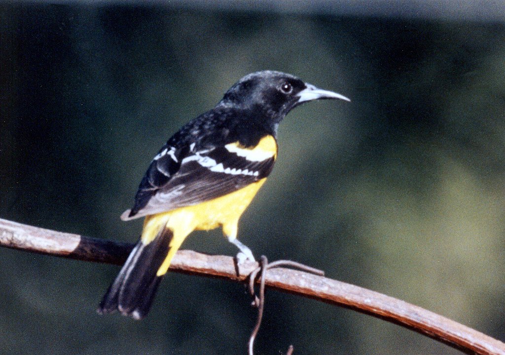 Oriole, Scott's 1, jkl B01P53I01.jpg - Scott's Oriole, Arizona